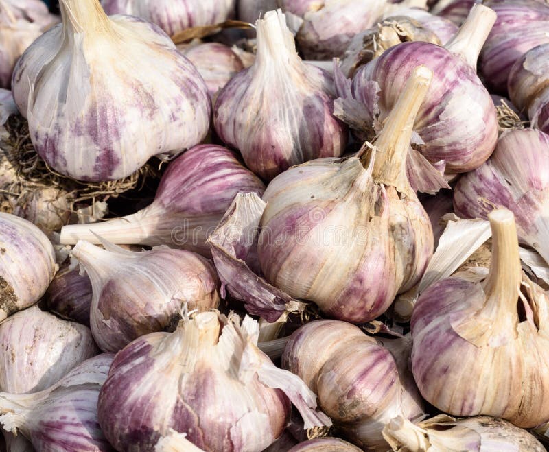 Homegrown Organic Garlic Bulbs Stock Image Image of bulbs, fresh