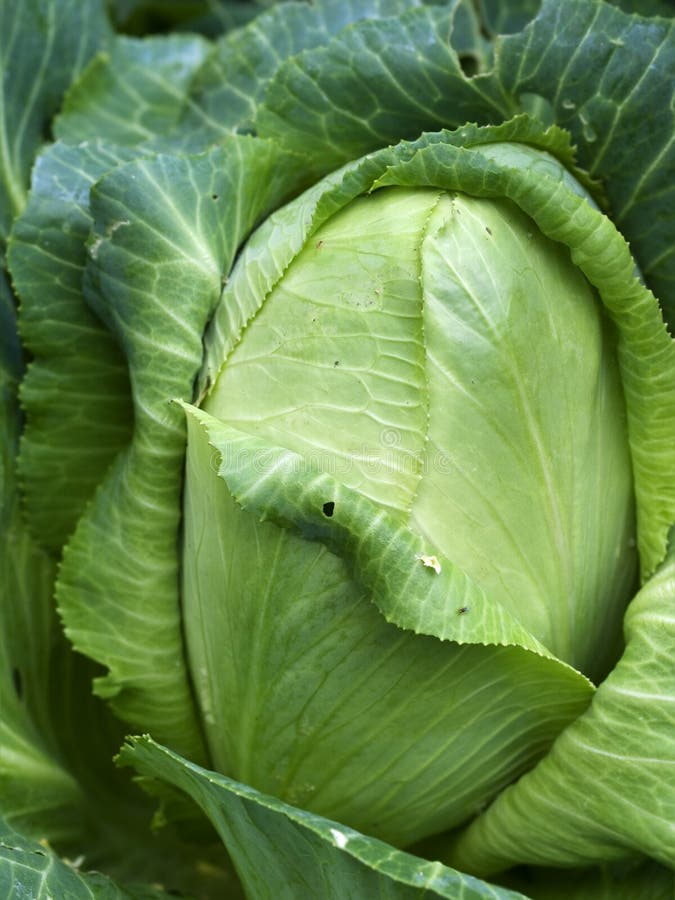 Homegrown Organic Sugarloaf Cabbage Vegetable Royalty Free Stock Photos