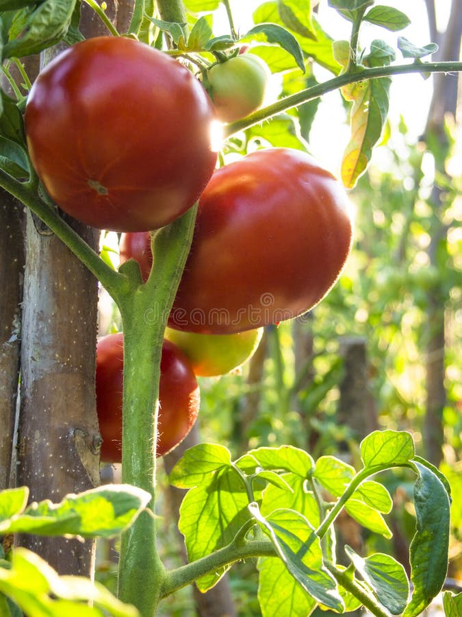 Homegrown organic tomatoes