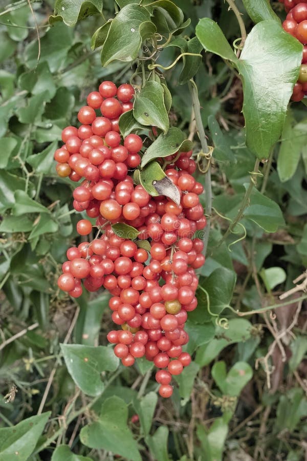 Homegrown sarsaparilla or smilax aspera