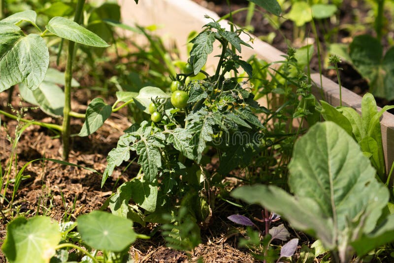 Homegrown tomatoes on a rural organic farm royalty free stock photo