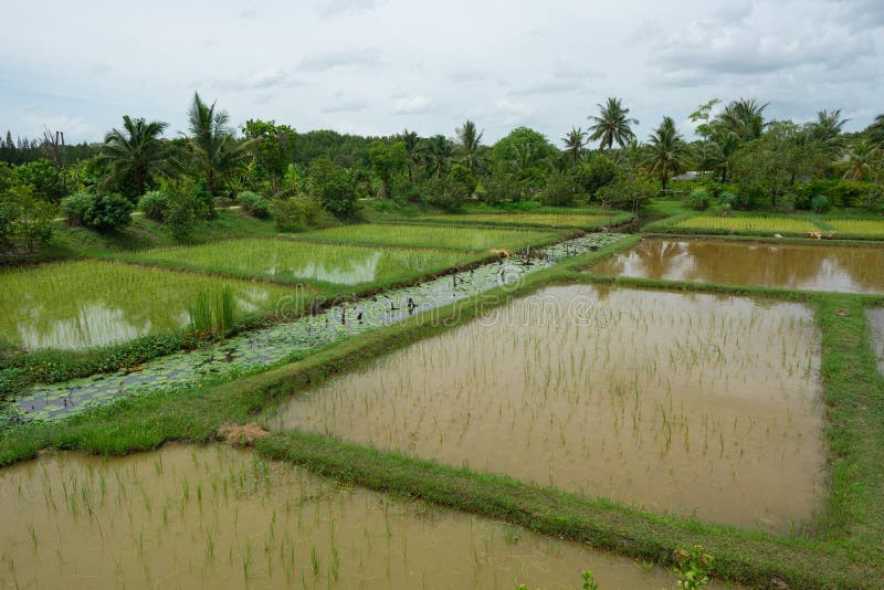 Homegrown Vegetable Garden with Swamp in the Backyard. Stock Photo