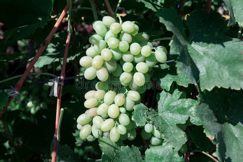 Homegrown white grape stock image. Image of ripe, fresh 273965195