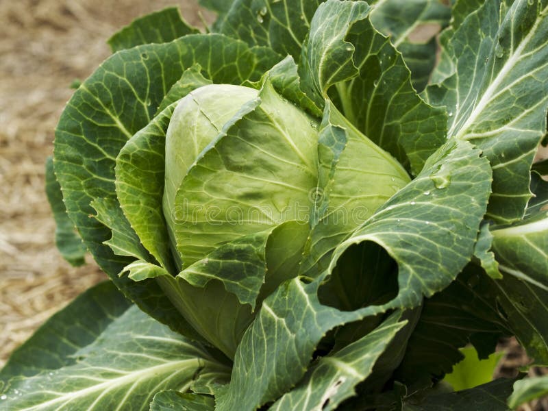 homegrown οργανικό sugarloaf κηπουρικής & στοκ φωτογραφίες με δικαίωμα ελεύθερης χρήσης homegrown οργανικό sugarloaf κηπουρικής & στοκ φωτογραφίες με δικαίωμα ελεύθερης χρήσης