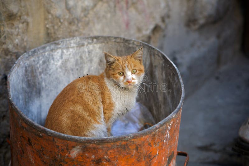 Angry Cat Stock Photos and Images - 123RF