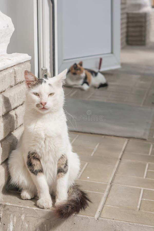 Homeless cat sitting on the street at the entrance to the store and looking at what is happening stock photos Homeless cat sitting on the street at the entrance to the store and looking at what is happening stock photos