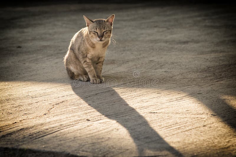 Homeless cat sitting on the street.poor and sick Stray cat on the road under evening sunlight royalty free stock image Homeless cat sitting on the street.poor and sick Stray cat on the road under evening sunlight royalty free stock image