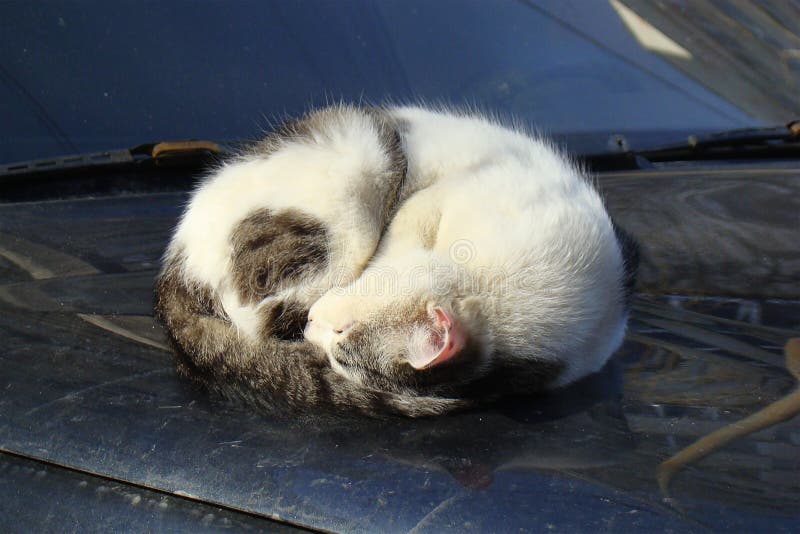 Red Cat Sleeping on the Hood of a Car Stock Image Image of city, yard 14984883