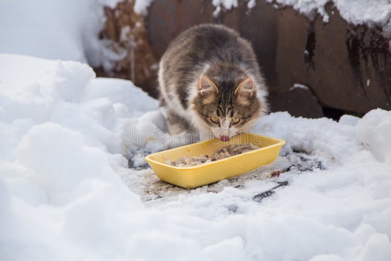 Stray Homeless Cute Little Cat In Snow Cold Winter Outdoor Stock Photo