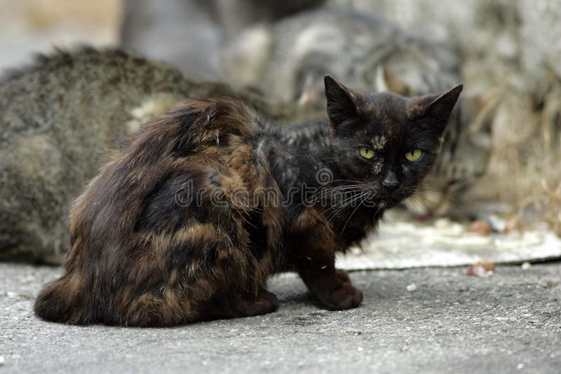 Coppia di senzatetto e di gatto , sulla strada vuota in attesa di giorni migliori.