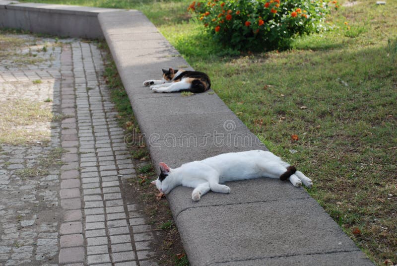 Homeless cats rest under the bright sun in the city of Kemer in Turkey royalty free stock image Homeless cats rest under the bright sun in the city of Kemer in Turkey royalty free stock image