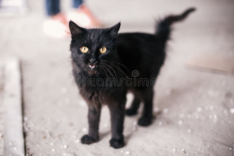 Homeless cute black cat with yellow eyes meowing in city street. Hungry stray kitty on background of grey wall near shelter. Copy stock photography Homeless cute black cat with yellow eyes meowing in city street. Hungry stray kitty on background of grey wall near shelter. Copy stock photography
