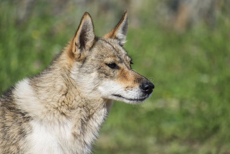 Dog from the Genus of Wolves Choking on Laughter or Just Yawns Stock ...