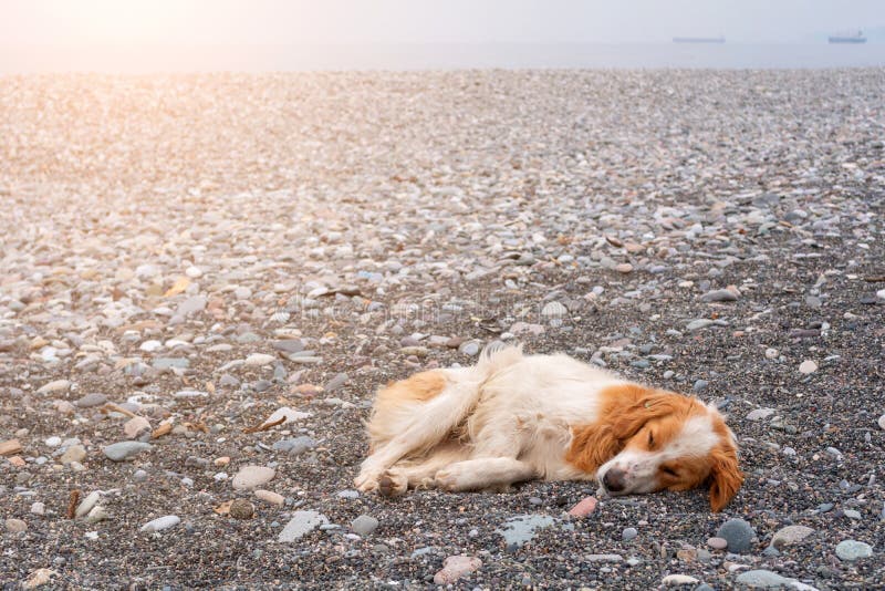 Homeless Dog Sleeping on the Beach Stock Photo Image of face
