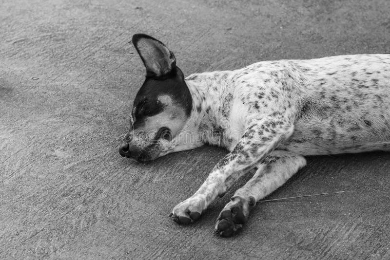 The Homeless Dog Sleeping on Cement Floor Stock Photo Image of single