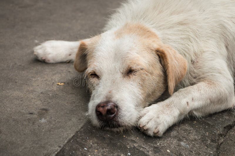 Homeless dog sleeping stock photo. Image of alert, nose 54621492