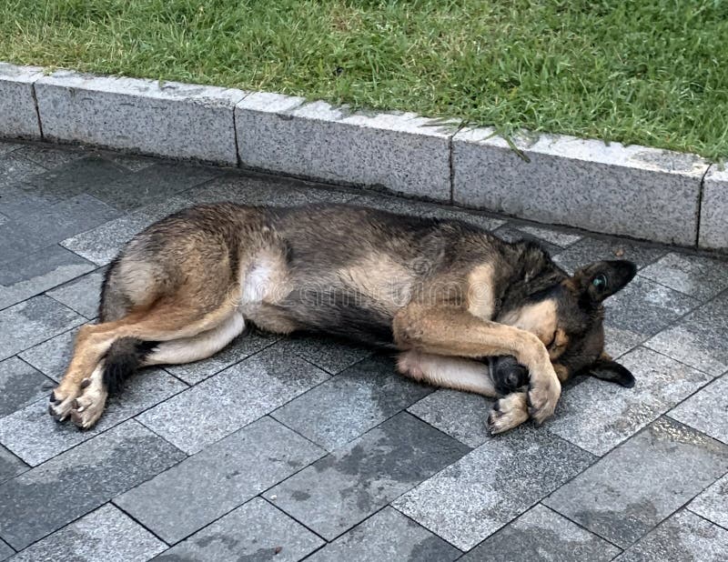 Homeless Dog Sleeping on the Street after the Rain Stock Photo Image