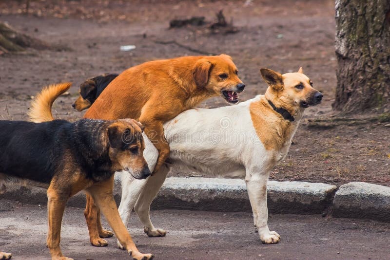 Sex in Kumasi dogs My marriage