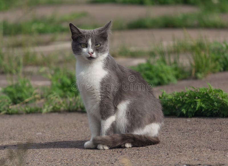 Cat Gray Is Bad Cat Stock Photo - Download Image Now - Animal, Arrest,  Backgrounds - iStock