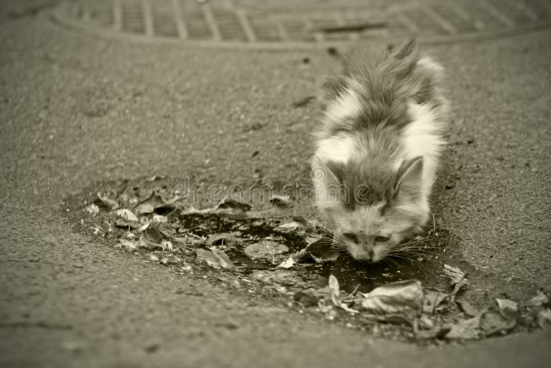 155 Kitten Puddle Stock Photos Free & RoyaltyFree Stock Photos from