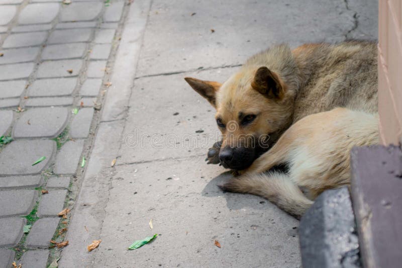 Homeless lonely dog in the city