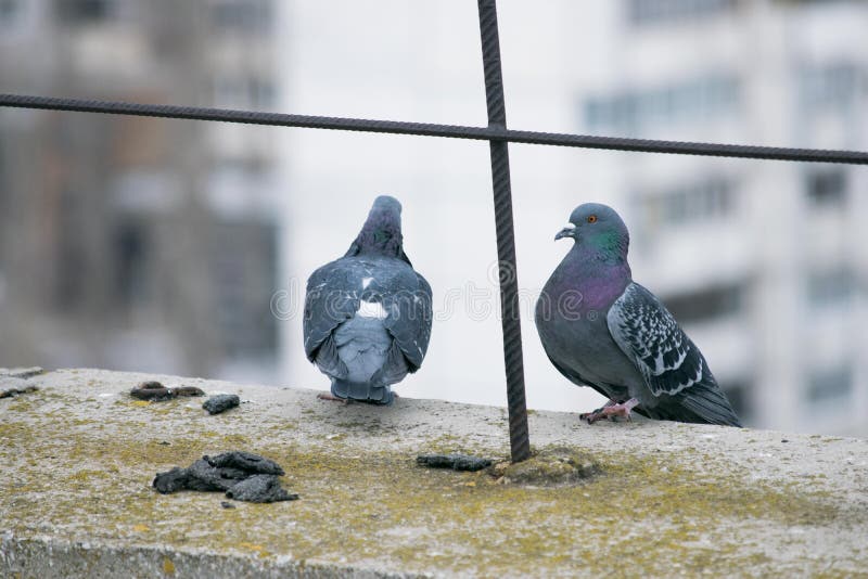 Pigeon homeless Homeless Pigeon