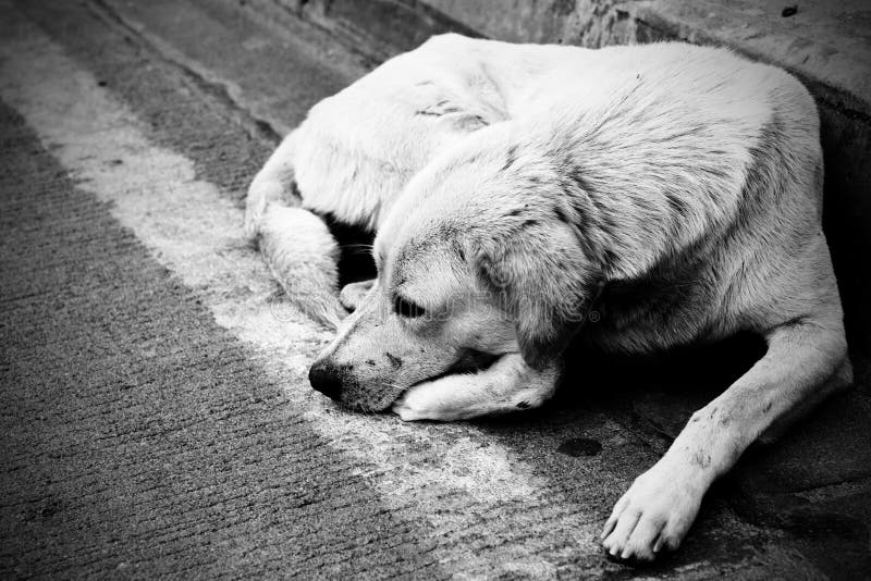 Homeless stray dog stock photos Homeless stray dog stock photos
