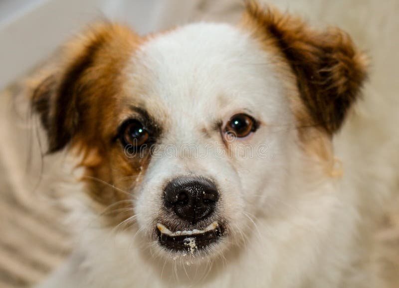 Homeless stray dog stock images Homeless stray dog stock images