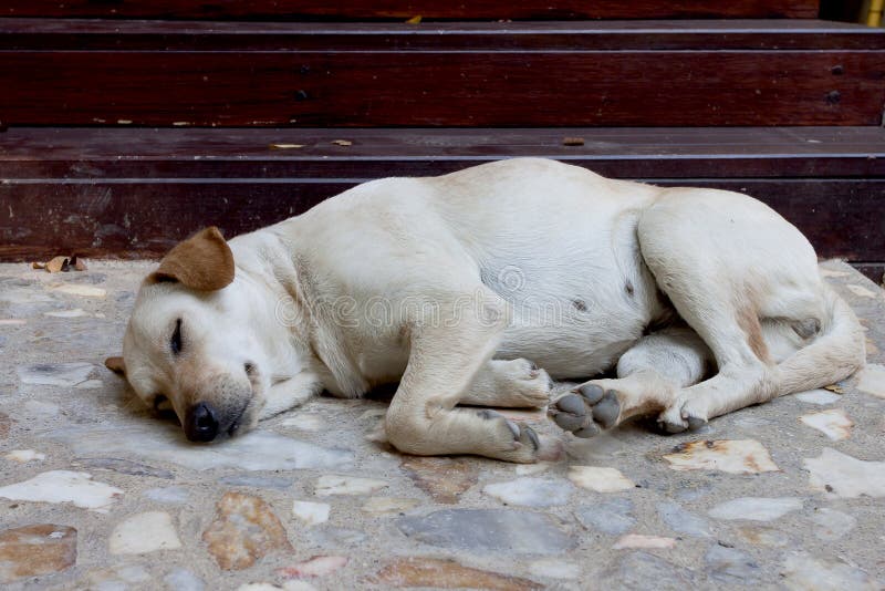 Stray Thai Native Sick Dog Leprosy Effect on the Skin Disease Lying on