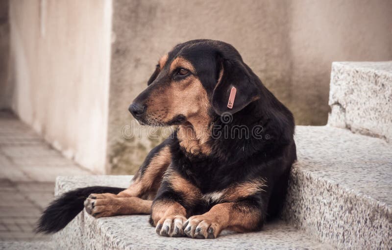 Homeless street dog royalty free stock photos Homeless street dog royalty free stock photos