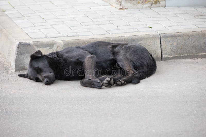 1,534 Homeless Sleeping Dog Street Stock Photos Free & RoyaltyFree