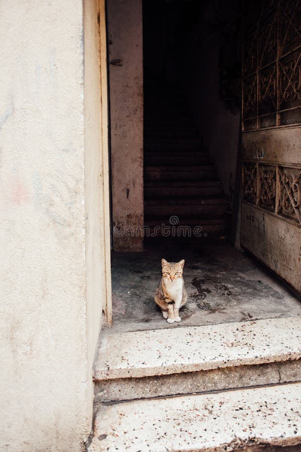 Кот сидит у открытой двери. Голодная дверь. Фото голодная дверь. За дверью голодный Лев. Голодные двери