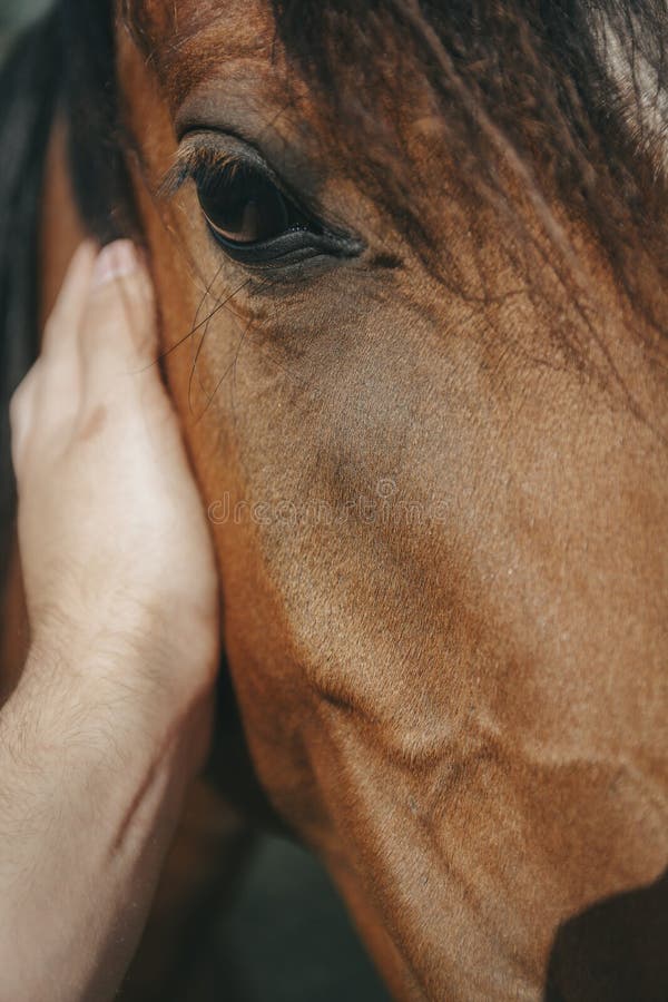 Cavalo Que Olha Para a Frente Imagem de Stock - Imagem de beleza, porta:  108436819