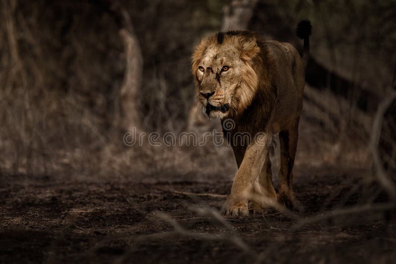 Asiatic lion male in the nature habitat in Gir national park in India, beautiful and very rare. Asiatic lion male in the nature habitat in Gir national park in India, beautiful and very rare