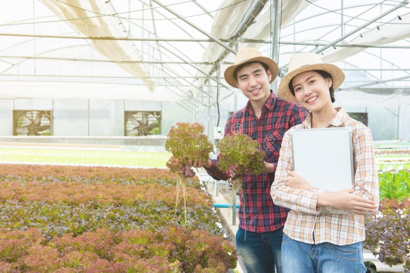 Asian men and asian women gardeners hand hold lettuce and hold white board in hand,Small business entrepreneur concept. Asian men and asian women gardeners hand hold lettuce and hold white board in hand,Small business entrepreneur concept.