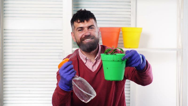 Homem barbudo segurando vaso com planta e pulveriza plantas em pântanos. homem cuidando de plantas caseiras. pai cuidando de