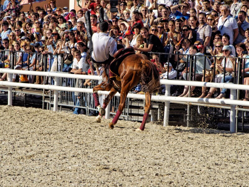 Foto de Cavalo Pulando Obstáculos e mais fotos de stock de Adulto