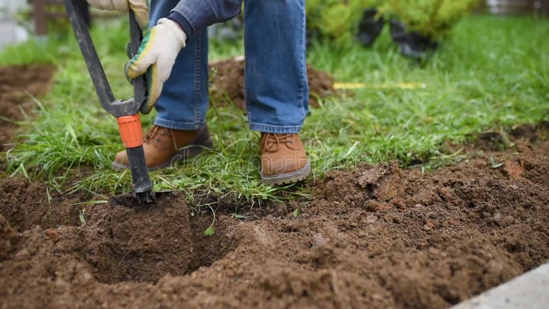 Homem cavando buracos uma pá para plantar plantas de zimbro no quintal ou jardim. design paisagístico. paisagismo.