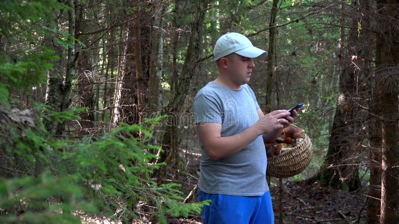 Homem com saco de cogumelo usa navegação de gps na floresta do outono 4k