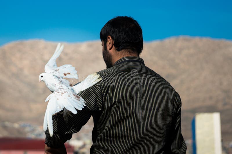 Homem com uma pomba que anda afastado imagens de stock royalty free