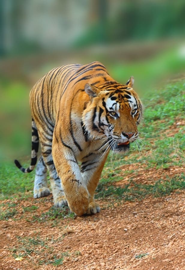 Homem Do Tigre Na Reserva Do Jogo Em África Do Sul Imagem de Stock