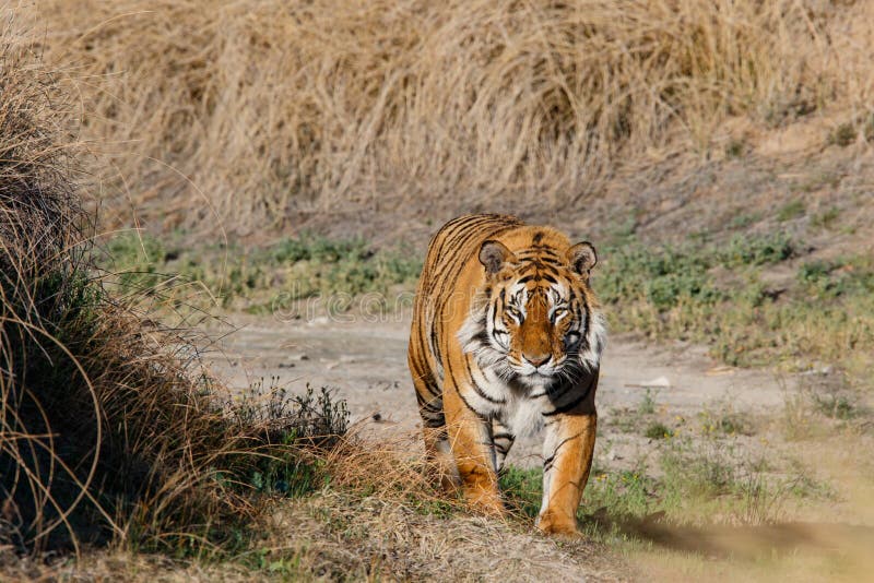 Homem Do Tigre Na Reserva Do Jogo Em África Do Sul Imagem de Stock