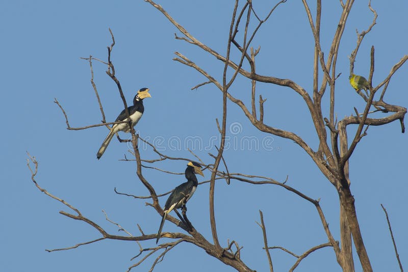 Homem e Hornbills Pied fêmeas de Malabar imagem de stock Homem e Hornbills Pied fêmeas de Malabar imagem de stock
