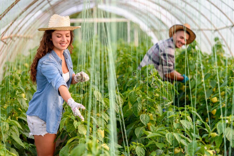 Homem e mulher que crescem vegetais orgânicos na estufa imagens de stock Homem e mulher que crescem vegetais orgânicos na estufa imagens de stock
