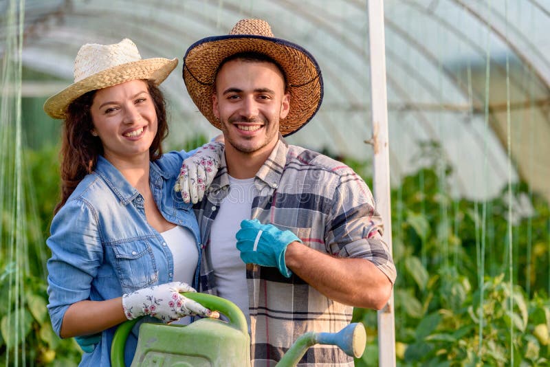 Homem e mulher que crescem vegetais orgânicos na estufa foto de stock Homem e mulher que crescem vegetais orgânicos na estufa foto de stock