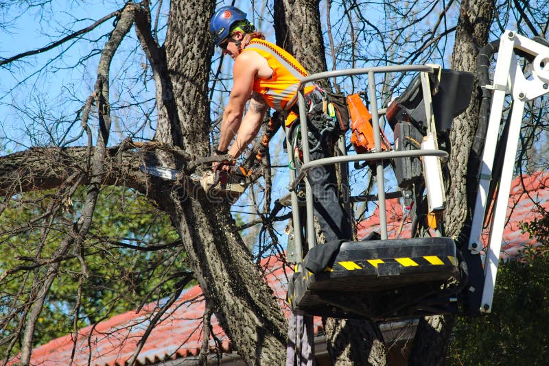 Homem em um guindaste acima em uma árvore que apara um ramo com uma serra de cadeia com as microplaquetas de madeira que voam Tul