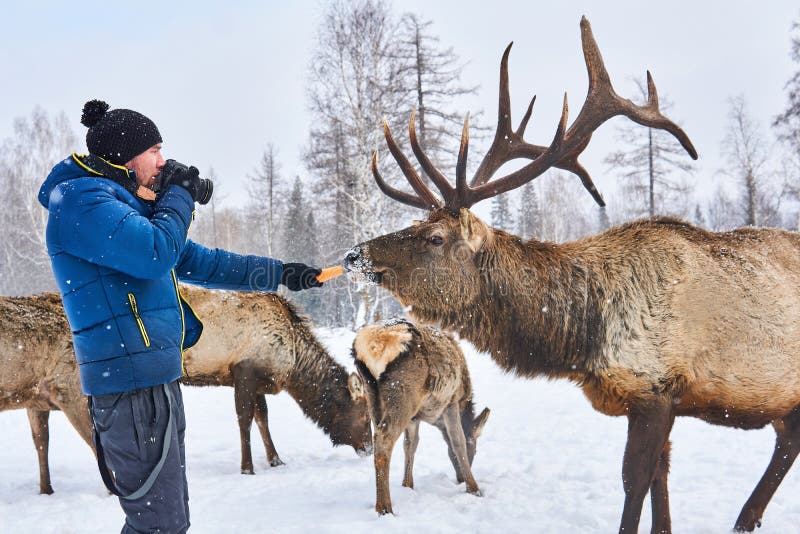 Male wildlife photographer preparing to take a picture of a deer by luring him with carrots. Male wildlife photographer preparing to take a picture of a deer by luring him with carrots