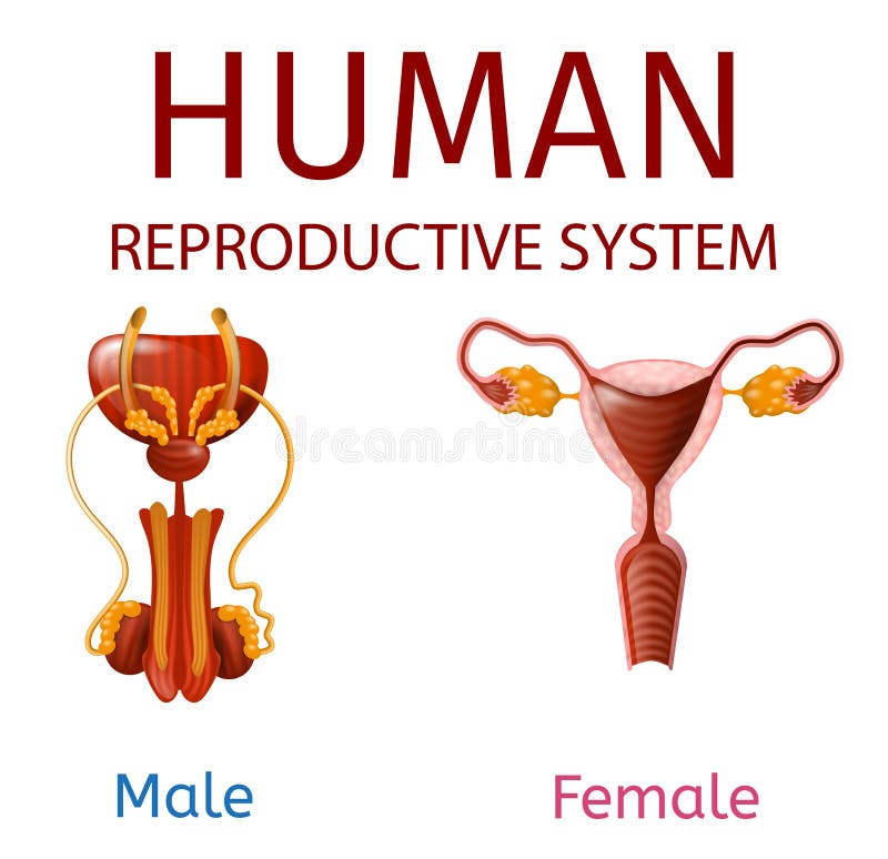 Homem humano do sistema reprodutivo e genitais fêmeas
