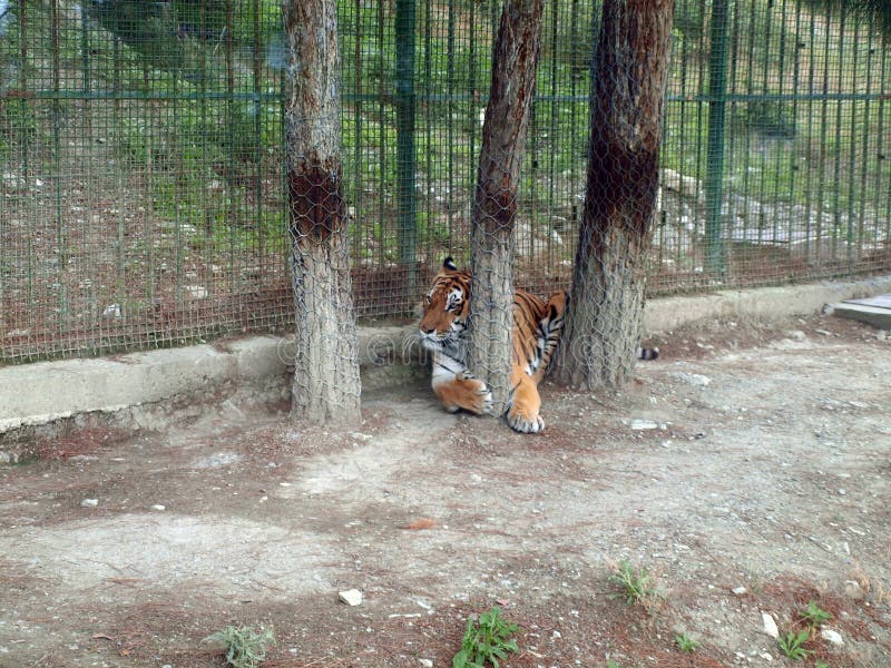 Homem Do Tigre Na Reserva Do Jogo Em África Do Sul Imagem de Stock