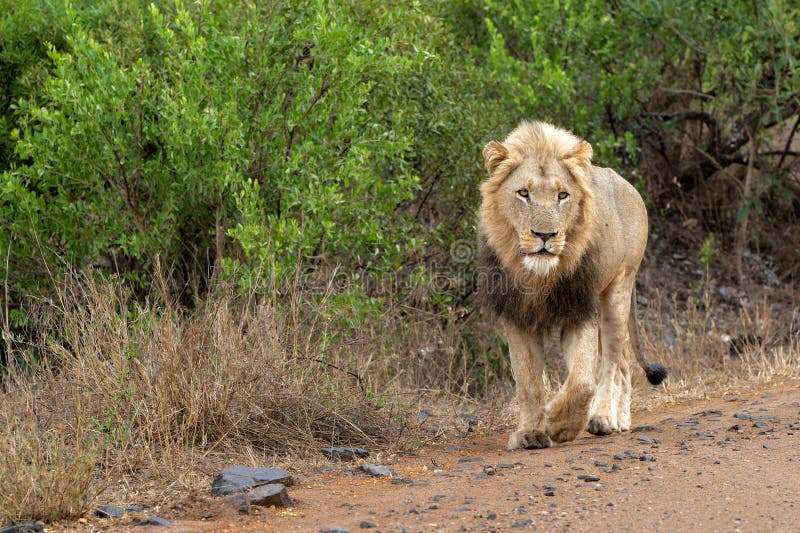 Homem Do Tigre Na Reserva Do Jogo Em África Do Sul Imagem de Stock